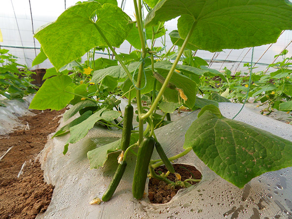 ��ɫʳ�� �ƹ������������